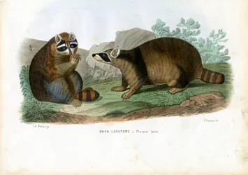Raccoon, 1863-79